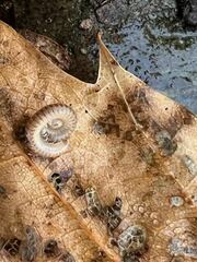 Cleidogona