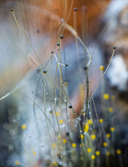 Phycomyces