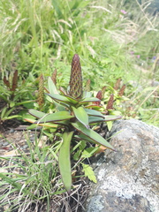 Orostachys maximowiczii