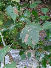 Crataegus flabellata