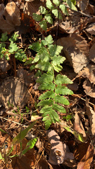 Dryopteris cristata