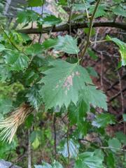 Crataegus flabellata