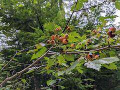 Crataegus flabellata