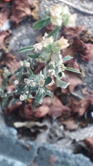 Pseudognaphalium canescens