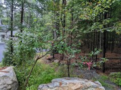 Crataegus flabellata