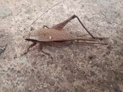 Eneoptera surinamensis