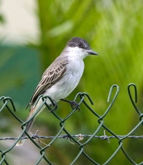 Tyrannus caudifasciatus