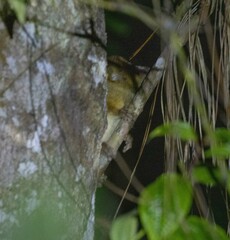 Microcebus lehilahytsara