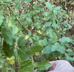 Quercus wislizeni