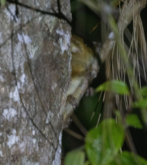 Microcebus lehilahytsara