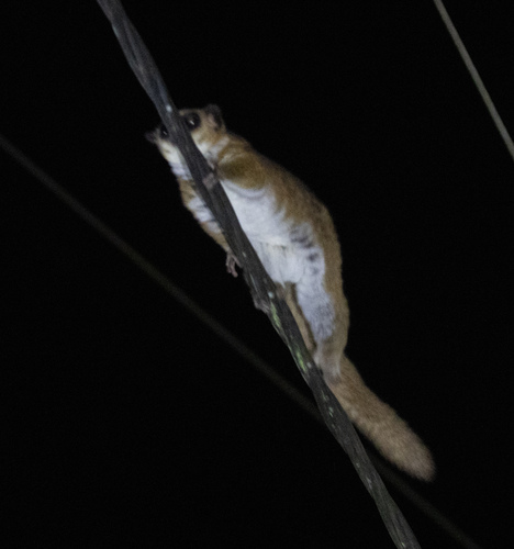 ミミゲコビトキツネザル