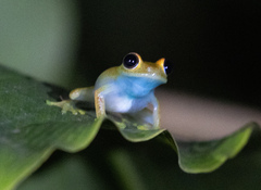 Boophis viridis