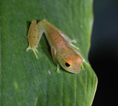 Boophis viridis