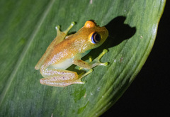 Boophis viridis