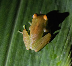 Boophis viridis