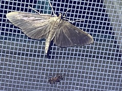 Herpetogramma sphingealis