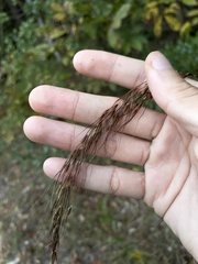 Sorghastrum elliottii