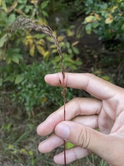 Sorghastrum elliottii