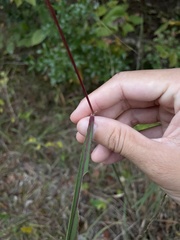 Sorghastrum elliottii