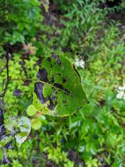 Phyllocnistis populiella