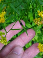 Asteromyia euthamiae