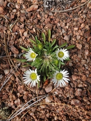 Townsendia grandiflora