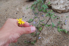 Pholistoma auritum arizonicum