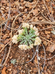 Physaria vitulifera