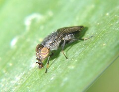 Ulidiidae