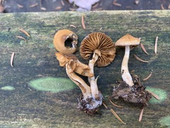 Cortinarius fulvescens