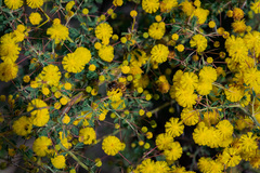 Acacia pulchella
