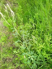 Melilotus albus
