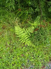 Pteridium aquilinum latiusculum