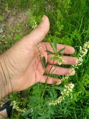 Melilotus albus