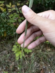 Sorghastrum elliottii