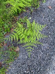 Pteridium aquilinum latiusculum