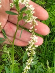 Melilotus albus