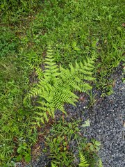Pteridium aquilinum latiusculum