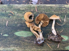 Cortinarius fulvescens