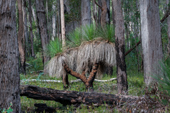 Xanthorrhoea preissii