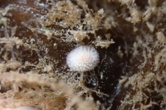 Onchidoris muricata