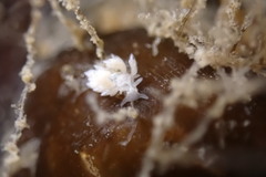 Trinchesia albocrusta