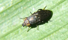 Ulidiidae