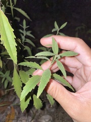 Eupatorium maritimum