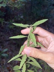 Eupatorium maritimum