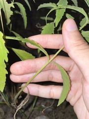Eupatorium maritimum