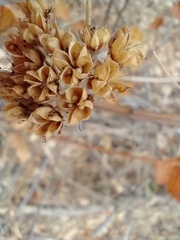 Physocarpus intermedius