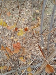 Physocarpus intermedius