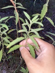 Eupatorium maritimum