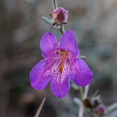 Penstemon linarioides